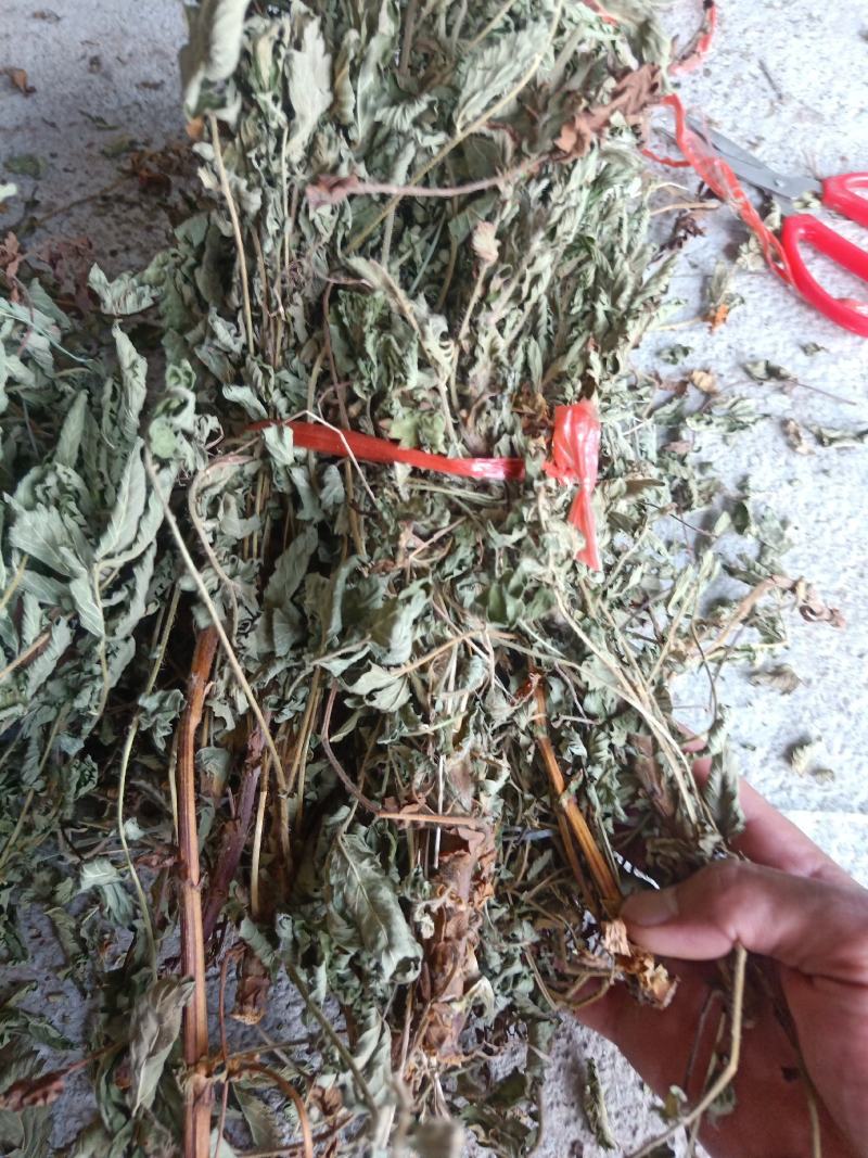 野生干仙鹤草