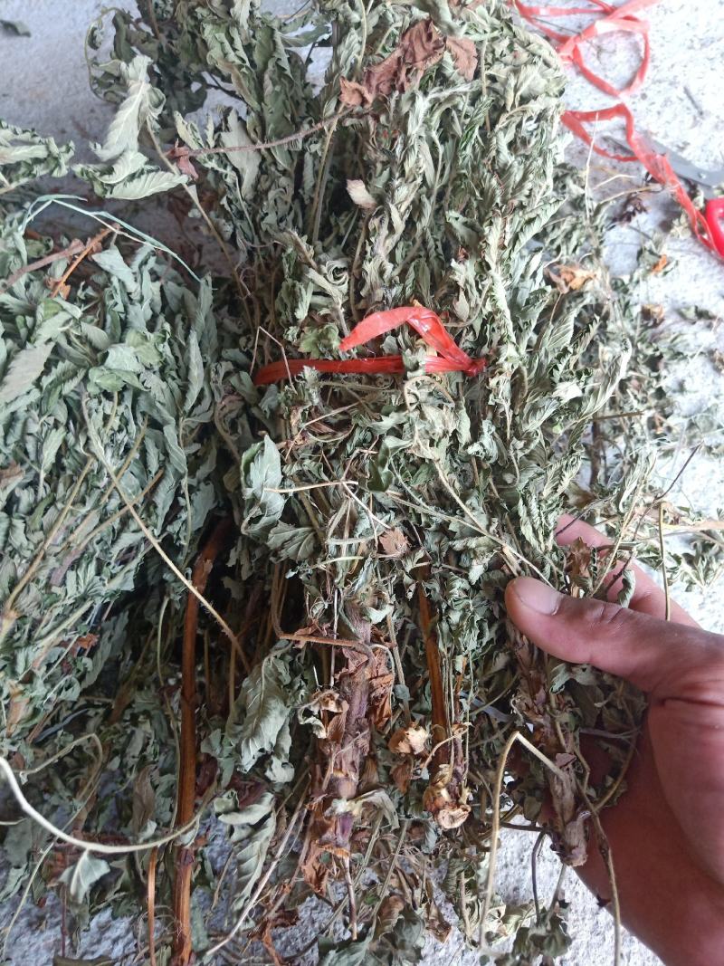野生干仙鹤草