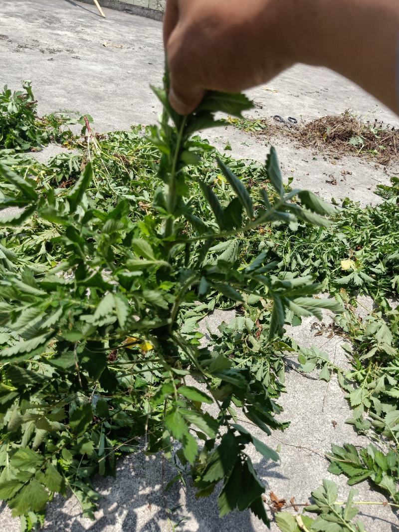 野生干仙鹤草