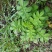 野生干仙鹤草