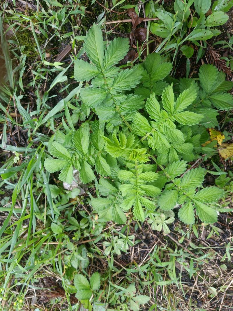 野生干仙鹤草