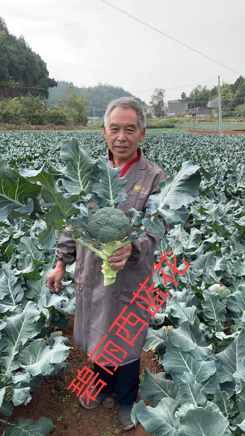 耐寒西蓝花种子西兰花种子低温不变色正宗蘑菇状打冷不变色