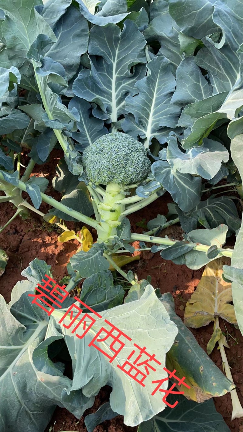 耐寒西蓝花种子西兰花种子低温不变色正宗蘑菇状打冷不变色