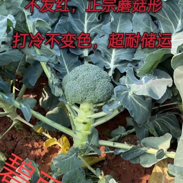 耐寒西蓝花种子西兰花种子低温不变色正宗蘑菇状打冷不变色
