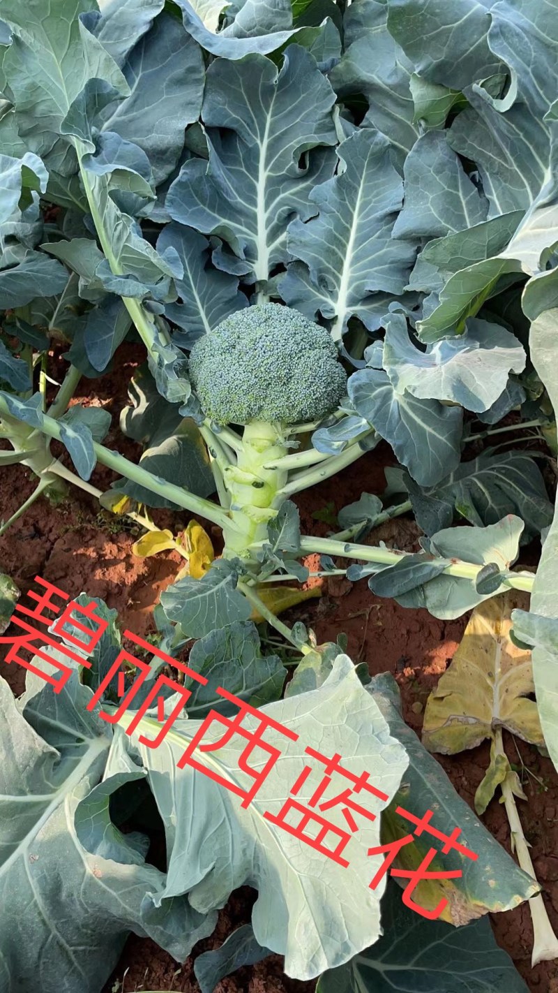 耐寒西蓝花种子西兰花种子低温不变色正宗蘑菇状打冷不变色