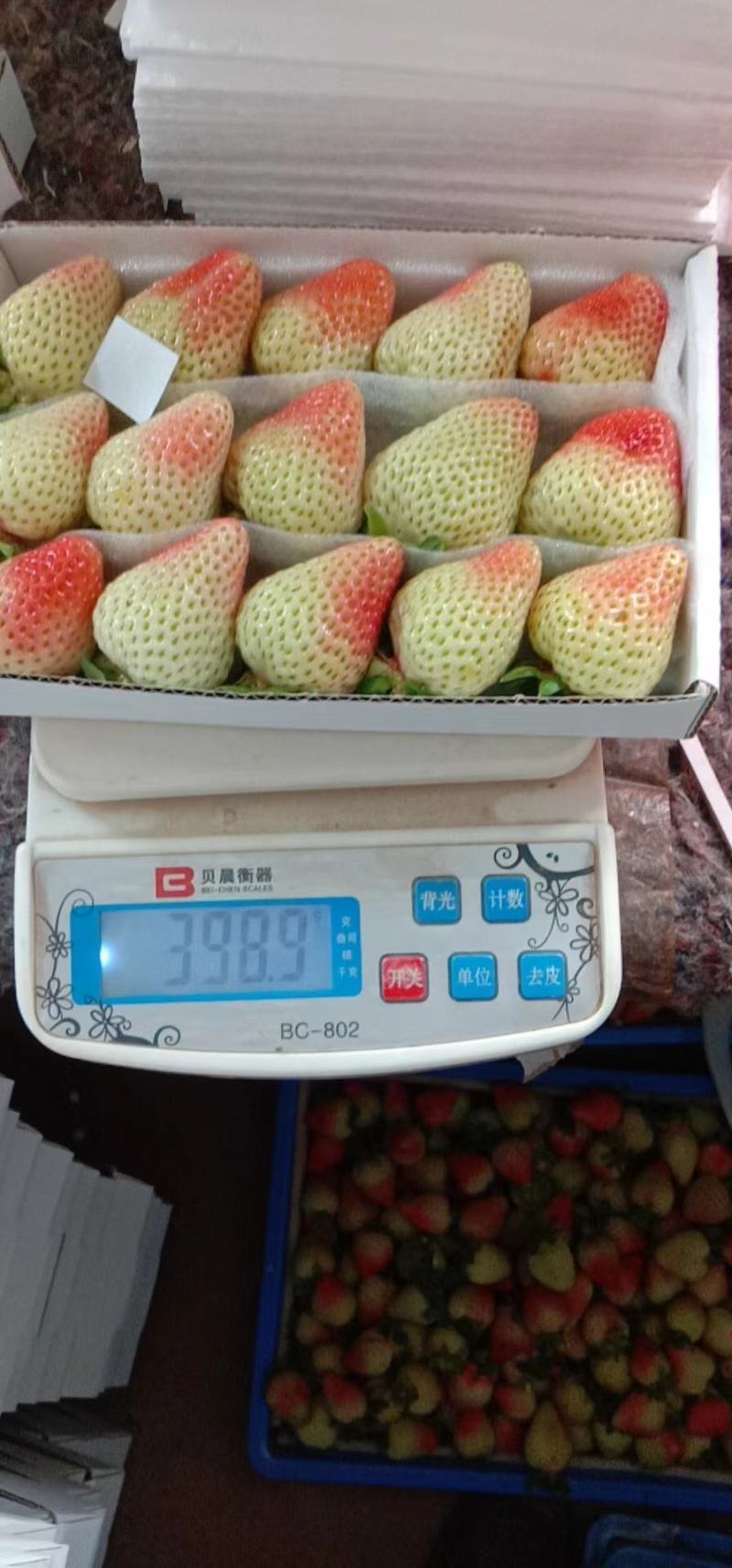 优质蒙特瑞新鲜草莓烘焙冷饮糖葫芦专用草莓