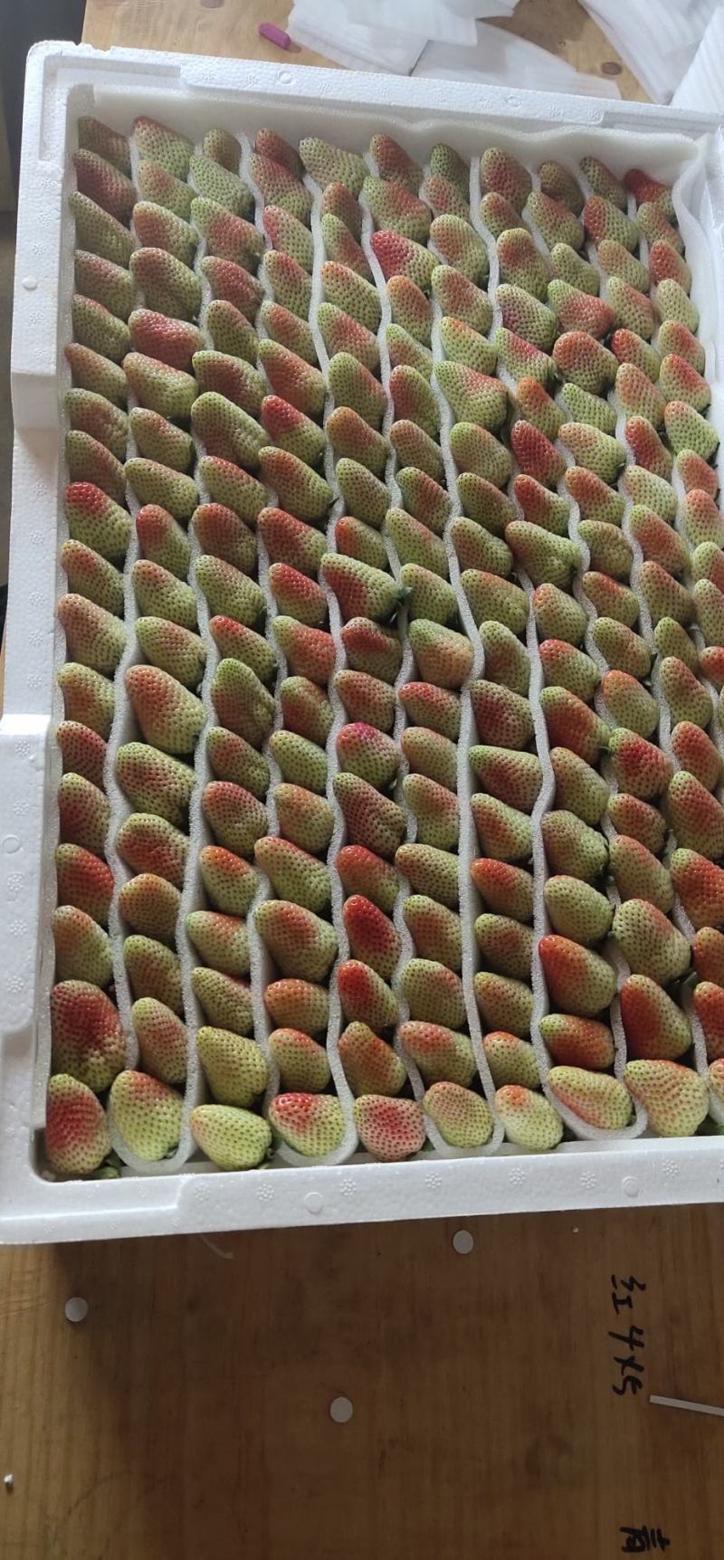 优质蒙特瑞新鲜草莓烘焙冷饮糖葫芦专用草莓