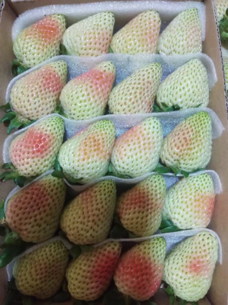 优质蒙特瑞新鲜草莓烘焙冷饮糖葫芦专用草莓