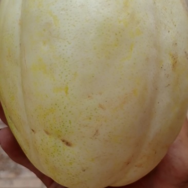 忻州甜瓜大量上市了