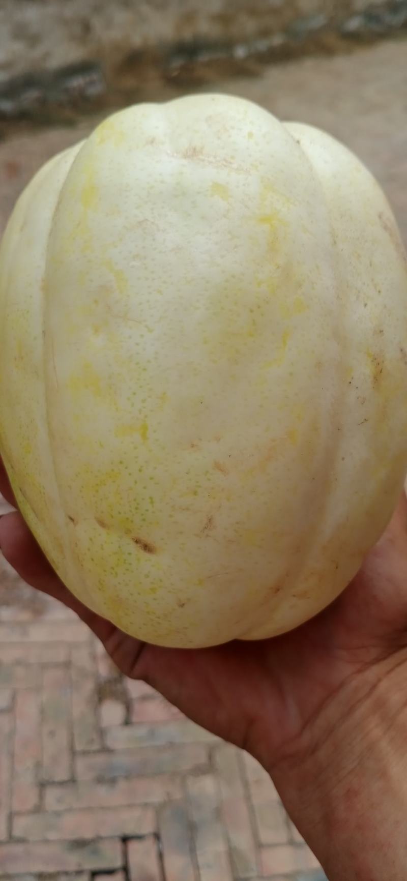 忻州甜瓜大量上市了