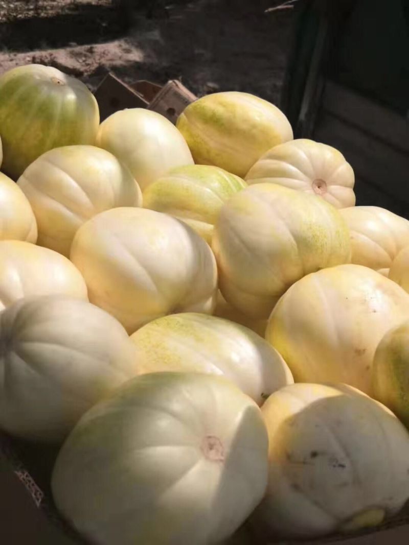 忻州甜瓜大量上市了