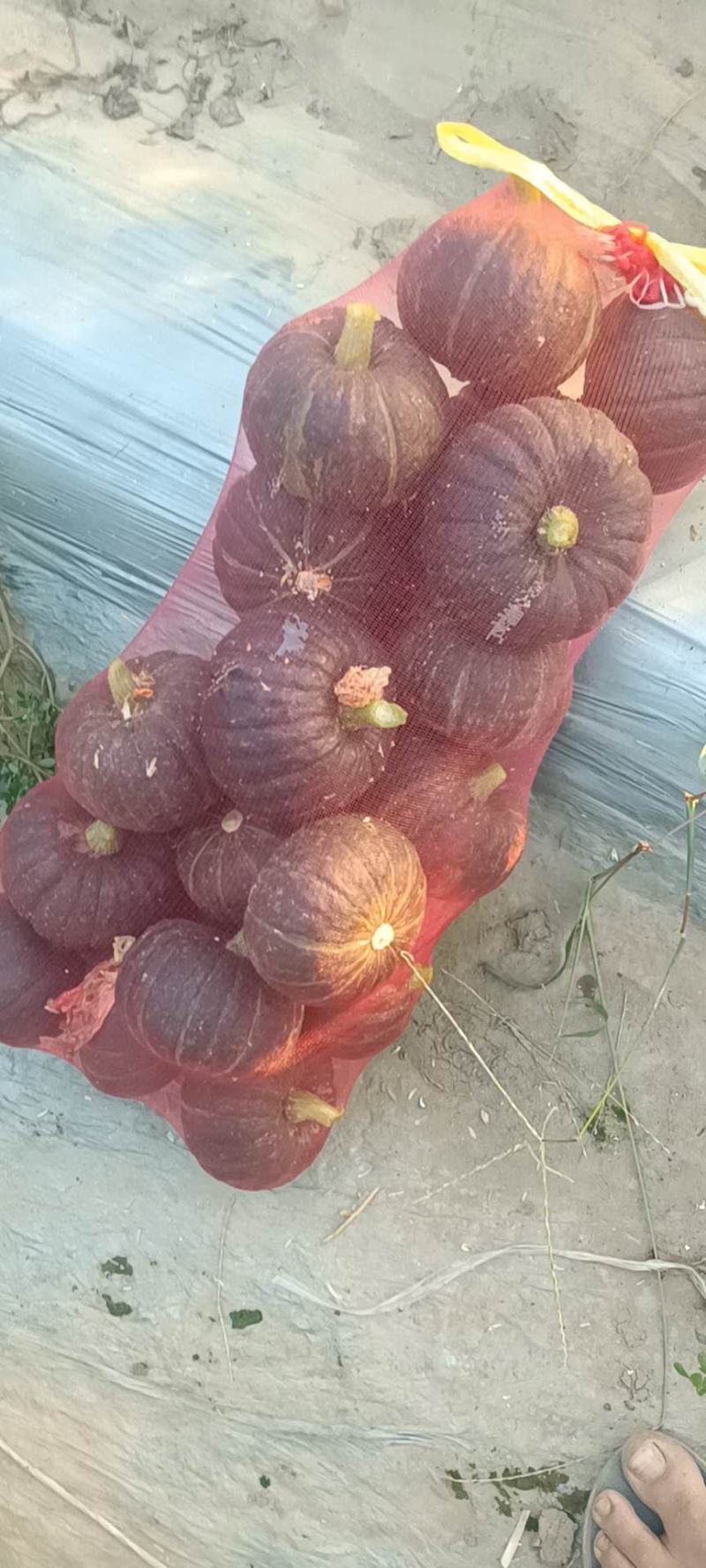 便宜出售吉糖贝贝