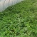 镇江水菜瓜嫩脆爽口夏季解暑之佳品