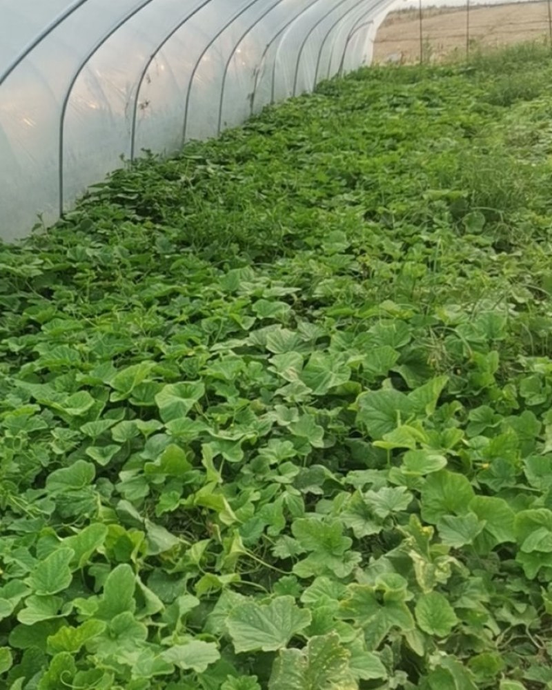 镇江水菜瓜嫩脆爽口夏季解暑之佳品
