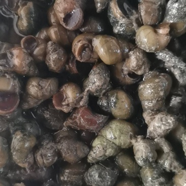 销售各种规格螺蛳