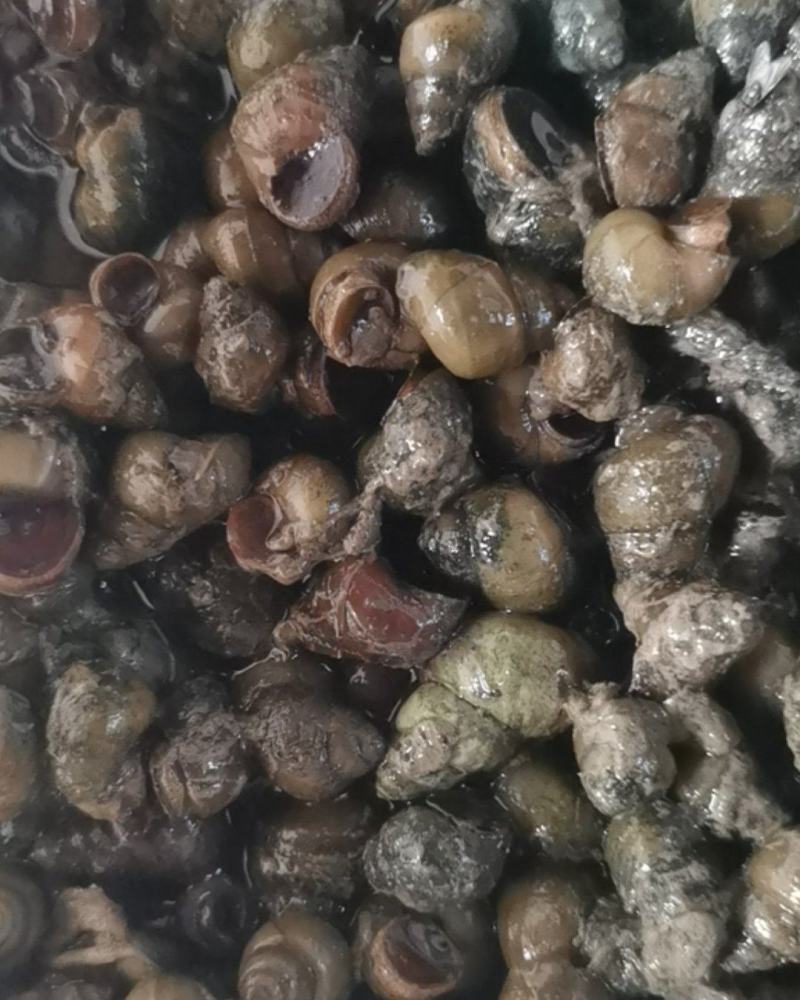 销售各种规格螺蛳