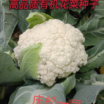 台湾有机花菜种子90天松花菜种子青梗有机花菜种子