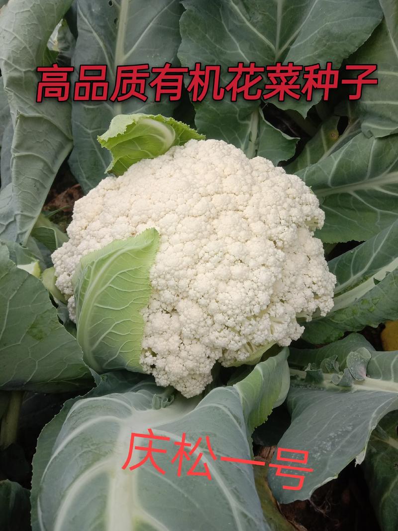 台湾有机花菜种子90天松花菜种子青梗有机花菜种子