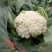台湾有机花菜种子90天松花菜种子青梗有机花菜种子