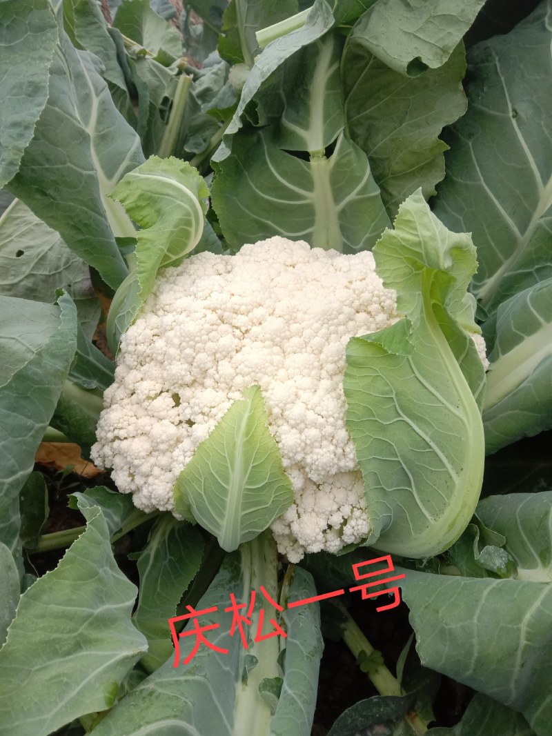 台湾有机花菜种子90天松花菜种子青梗有机花菜种子