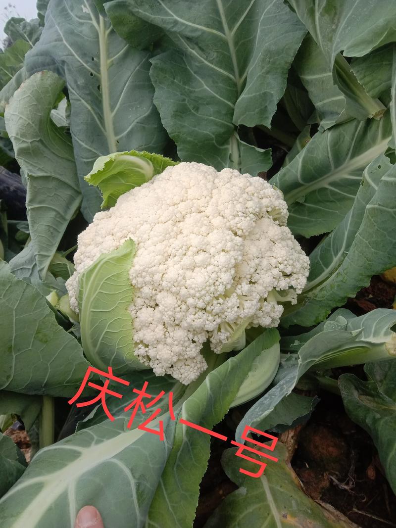 台湾有机花菜种子90天松花菜种子青梗有机花菜种子