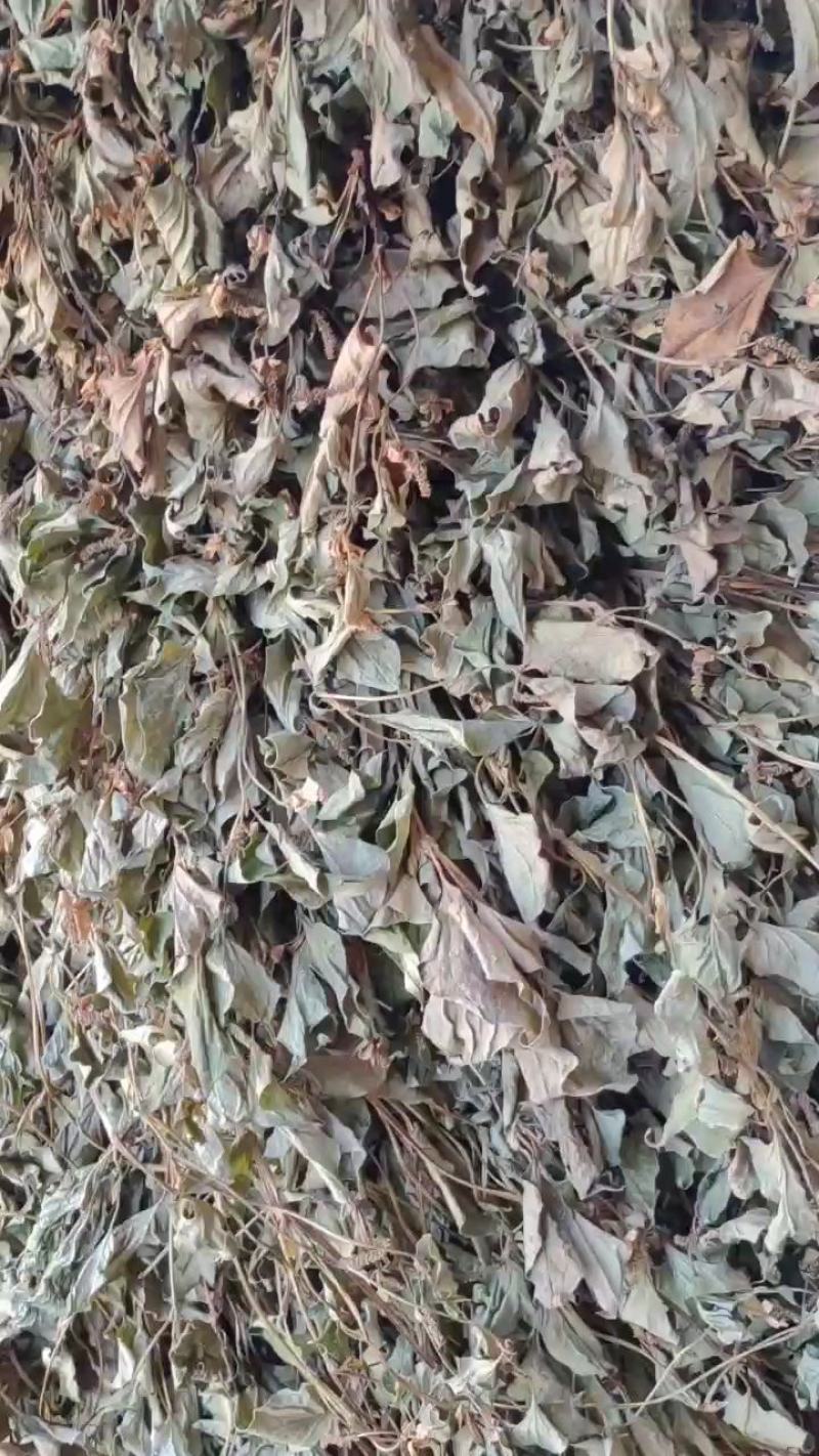 野生鱼腥青草顺头价格优惠量大从优货品一样要量定价格不一样