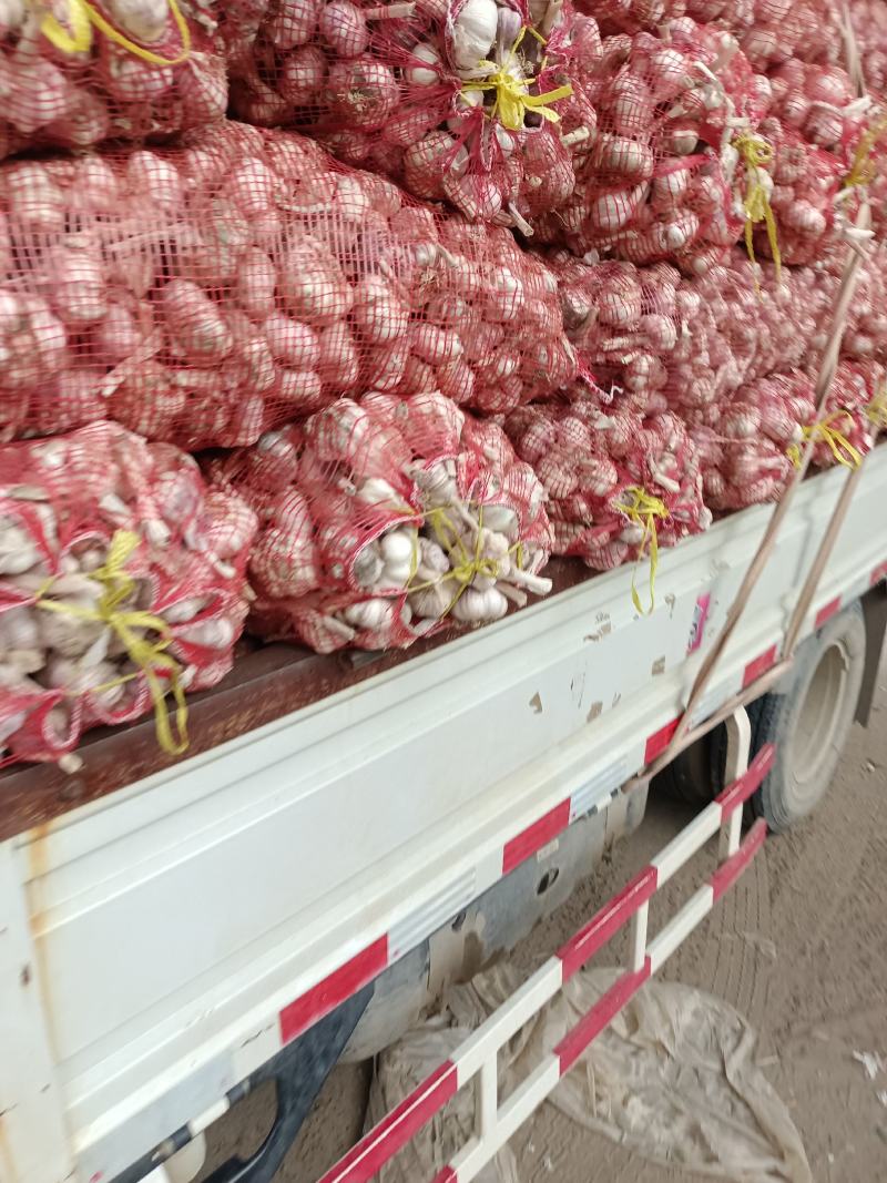 中牟县大蒜