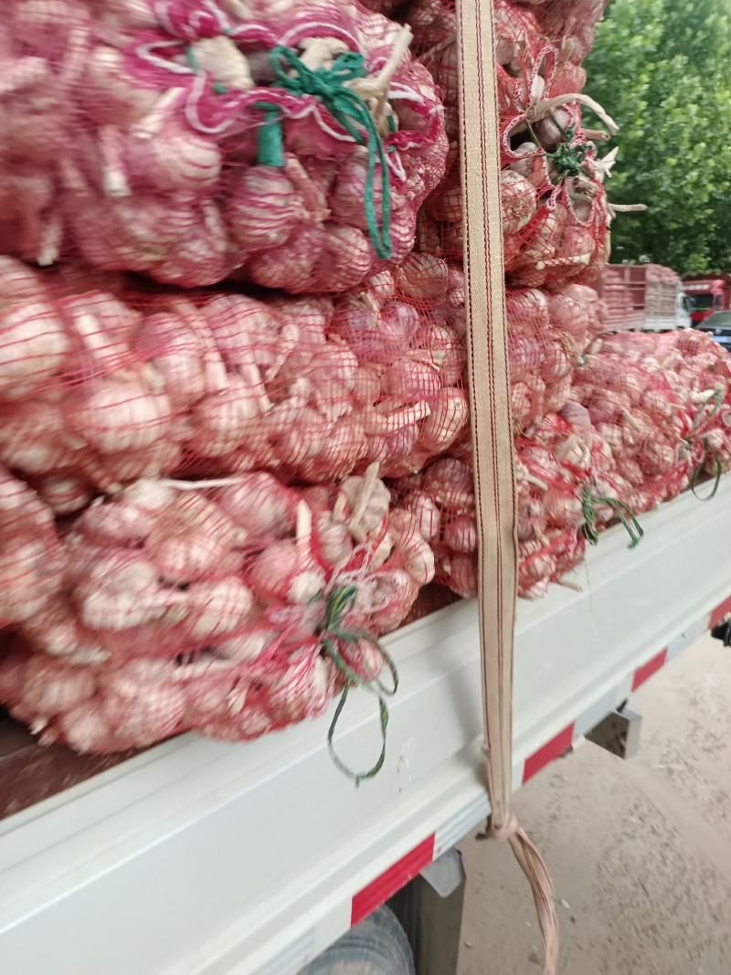 中牟县大蒜