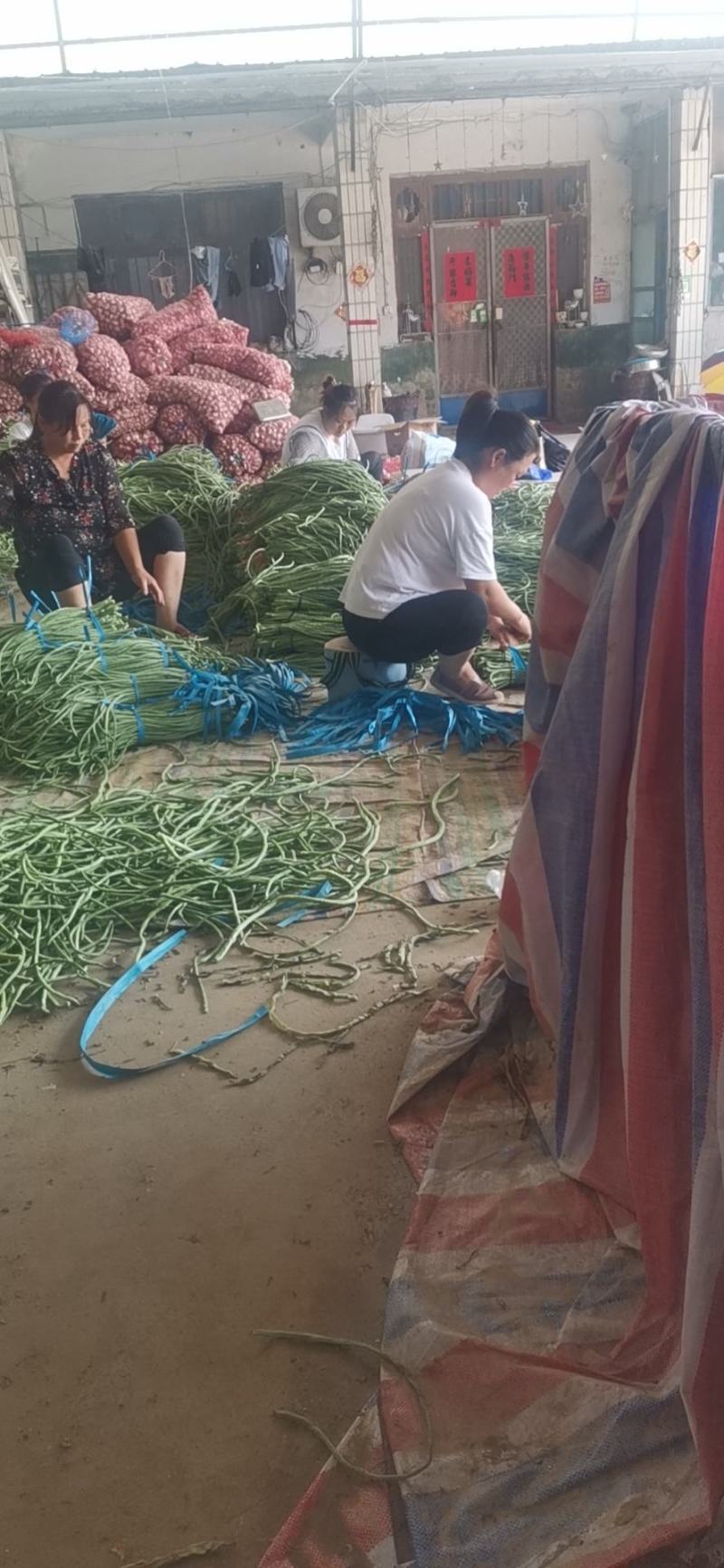 青条豆角长豆角长豇豆基地走市场加工干豆角腌制豆角切断烘干