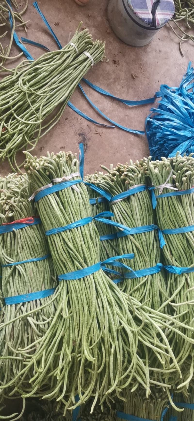 青条豆角长豆角长豇豆基地走市场加工干豆角腌制豆角切断烘干