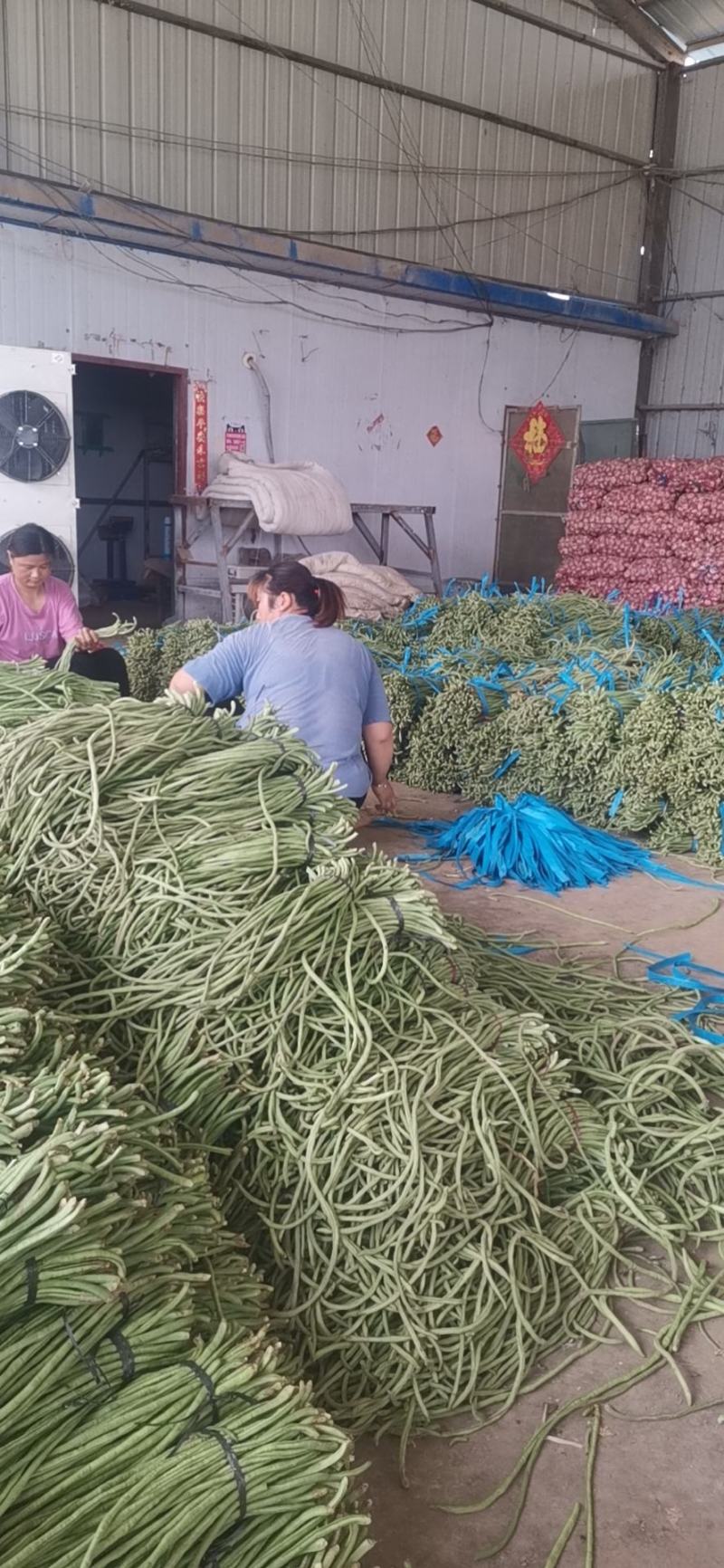 青条豆角长豆角长豇豆基地走市场加工干豆角腌制豆角切断烘干