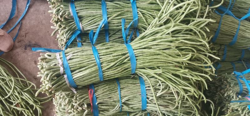 青条豆角长豆角长豇豆基地走市场加工干豆角腌制豆角切断烘干