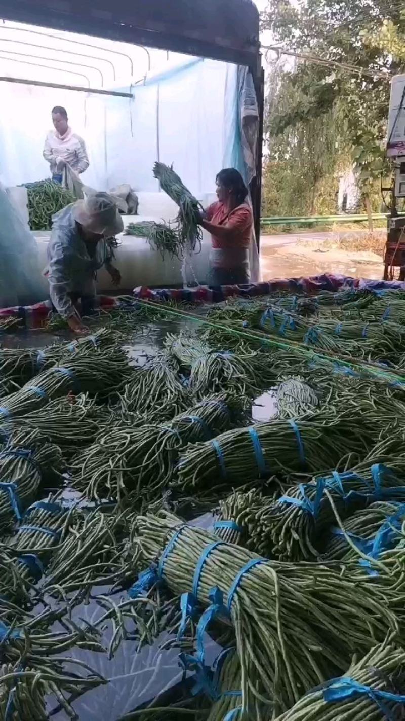 青条豆角长豆角长豇豆基地走市场加工干豆角腌制豆角切断烘干