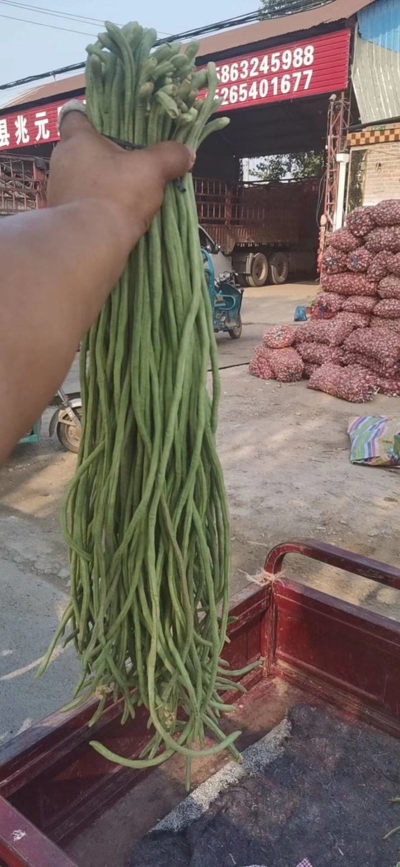 青条豆角长豆角长豇豆基地走市场加工干豆角腌制豆角切断烘干