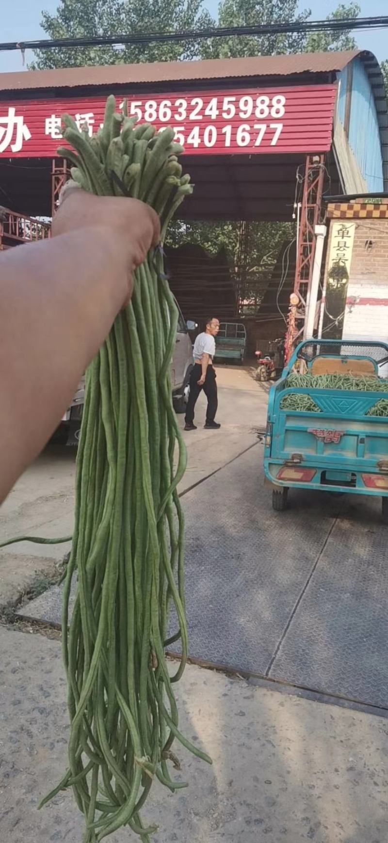 青条豆角长豆角长豇豆基地走市场加工干豆角腌制豆角切断烘干