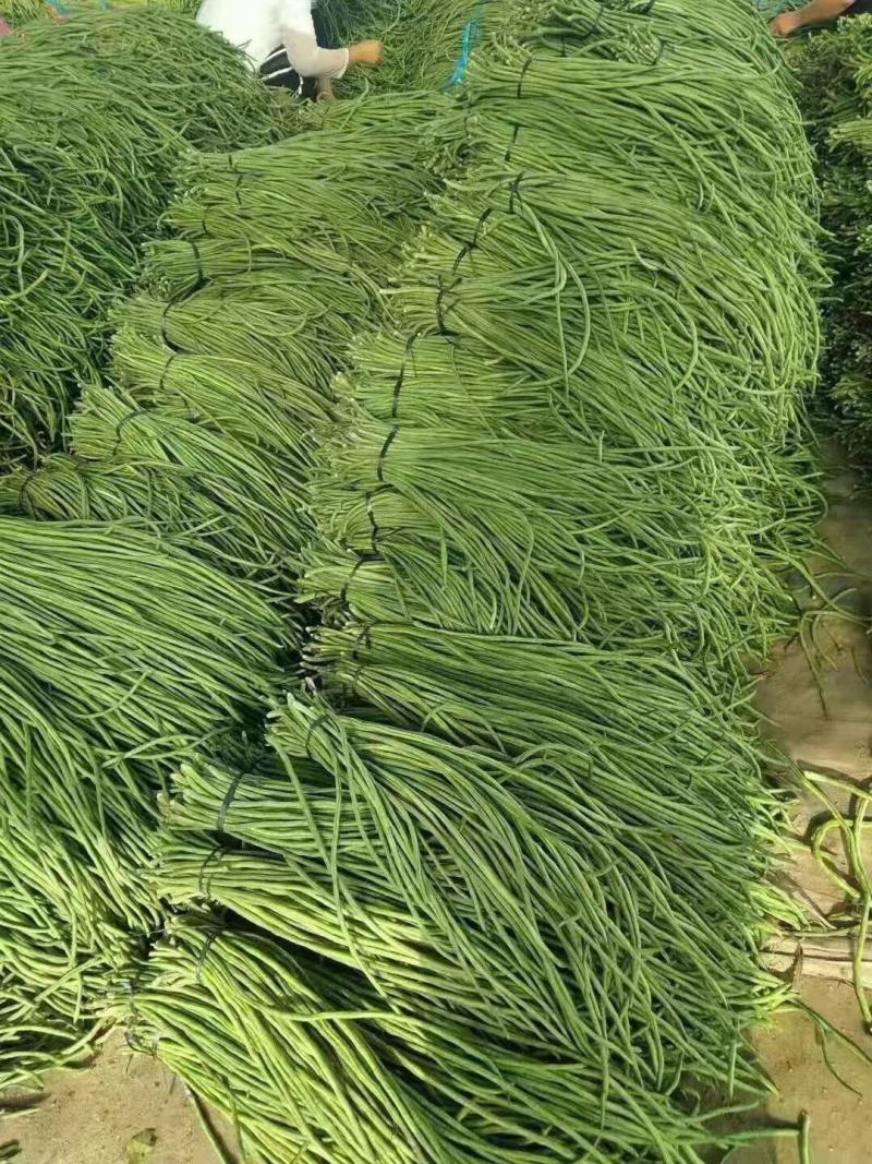 青条豆角长豆角长豇豆基地走市场加工干豆角腌制豆角切断烘干