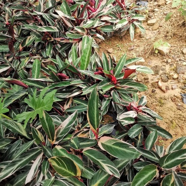 七彩竹芋（紫背竹芋）