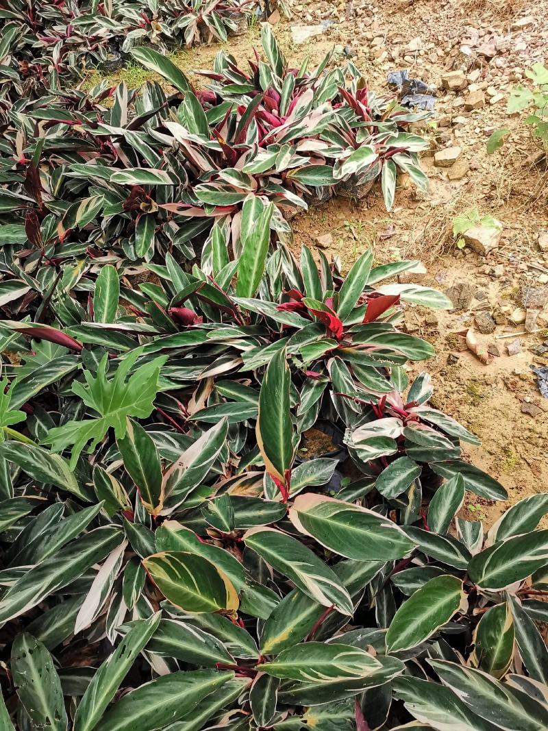 七彩竹芋（紫背竹芋）