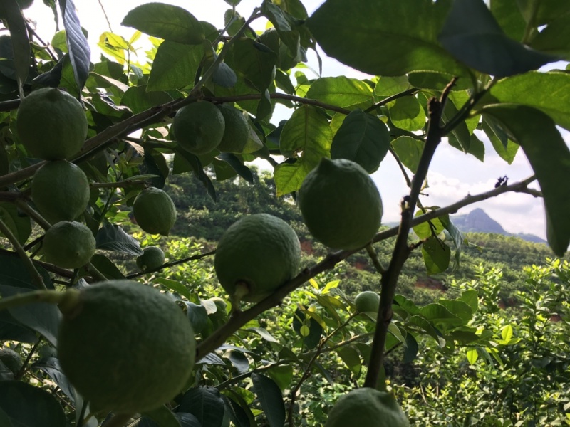 3千亩优力克青柠檬基地直供