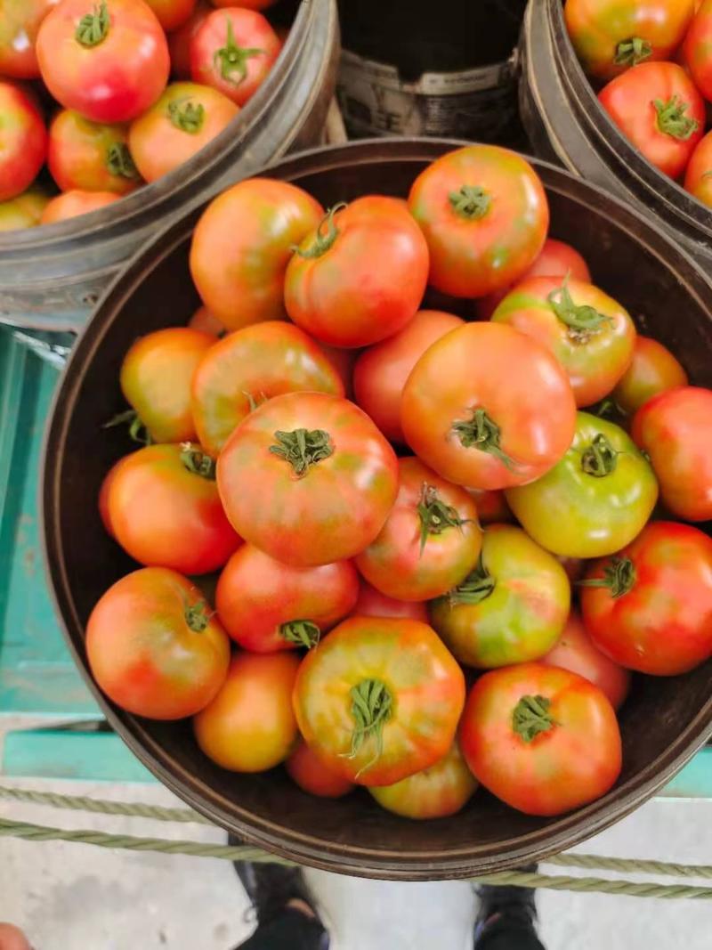 草莓西红柿苗口感番茄酸甜果铁皮柿子可订单回收