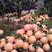 万亩三红蜜柚基地大量上市年产500万斤以基地直供货源