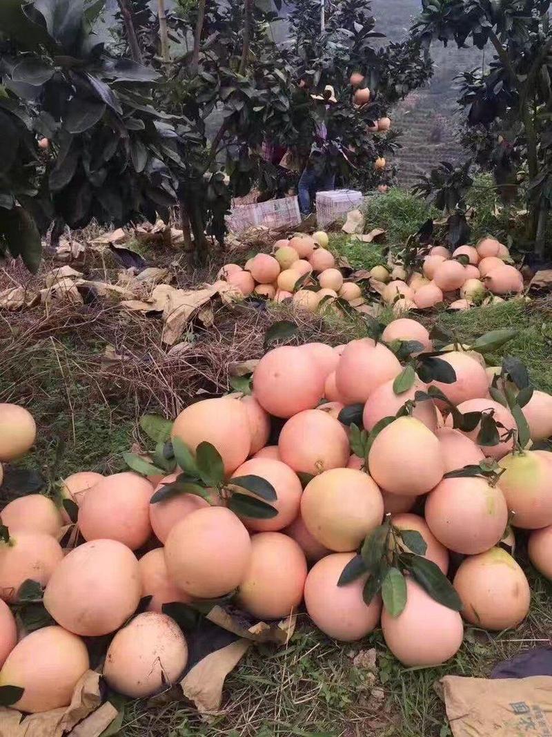 万亩三红蜜柚基地大量上市年产500万斤以基地直供货源