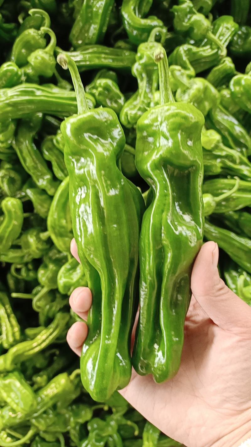 精品鲜辣椒芜湖椒，薄皮椒【新优】对接电商超市，商场！