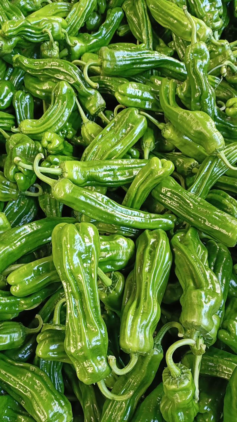 精品鲜辣椒芜湖椒，薄皮椒【新优】对接电商超市，商场！