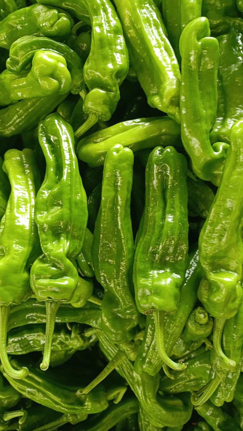 精品鲜辣椒芜湖椒，薄皮椒【新优】对接电商超市，商场！