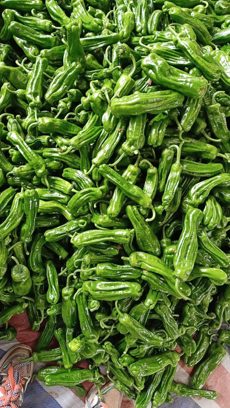 精品鲜辣椒芜湖椒，薄皮椒【新优】对接电商超市，商场！