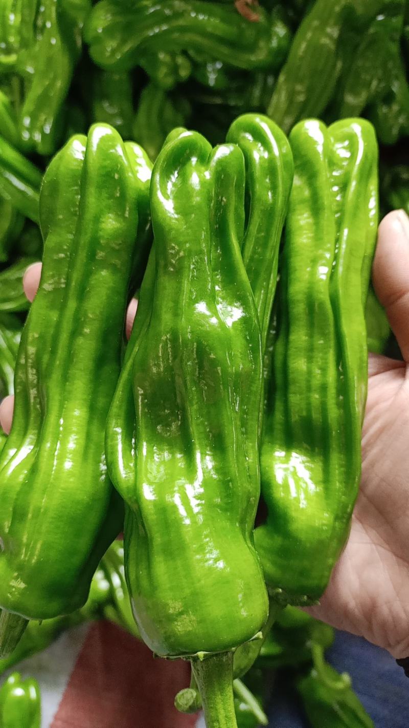 精品鲜辣椒芜湖椒，薄皮椒【新优】对接电商超市，商场！