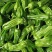 精品鲜辣椒芜湖椒，薄皮椒【新优】对接电商超市，商场！