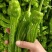 精品鲜辣椒芜湖椒，薄皮椒【新优】对接电商超市，商场！