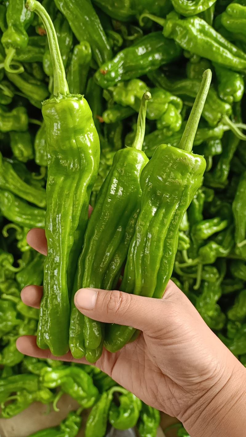 精品鲜辣椒芜湖椒，薄皮椒【新优】对接电商超市，商场！
